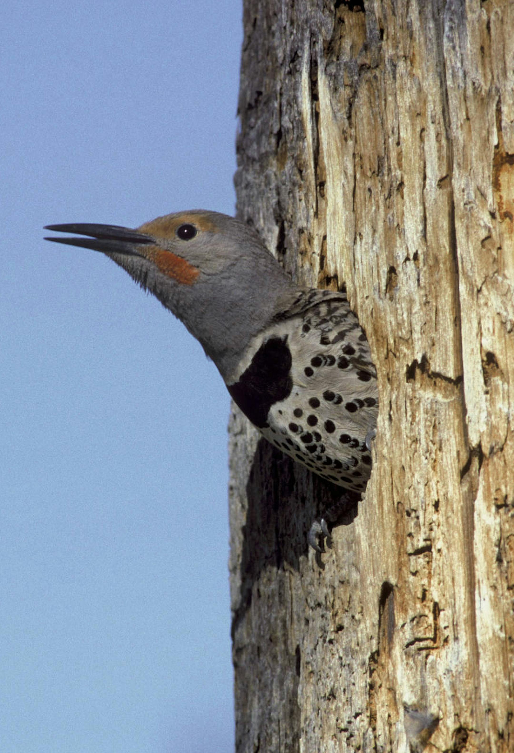 Northern flicker