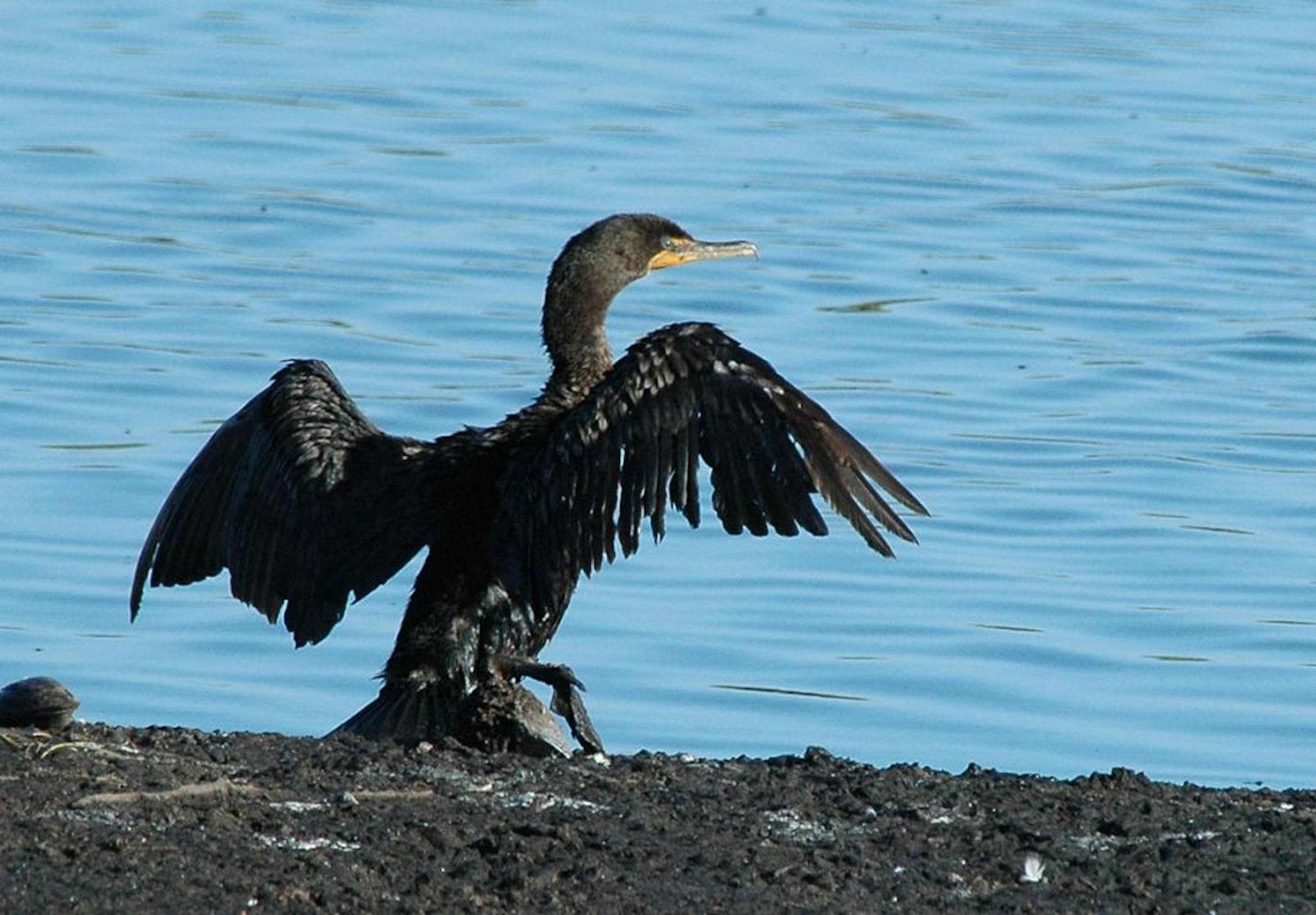 A double-crested cormorant drying its wings. The birds dive for fish, and must dry afterward.