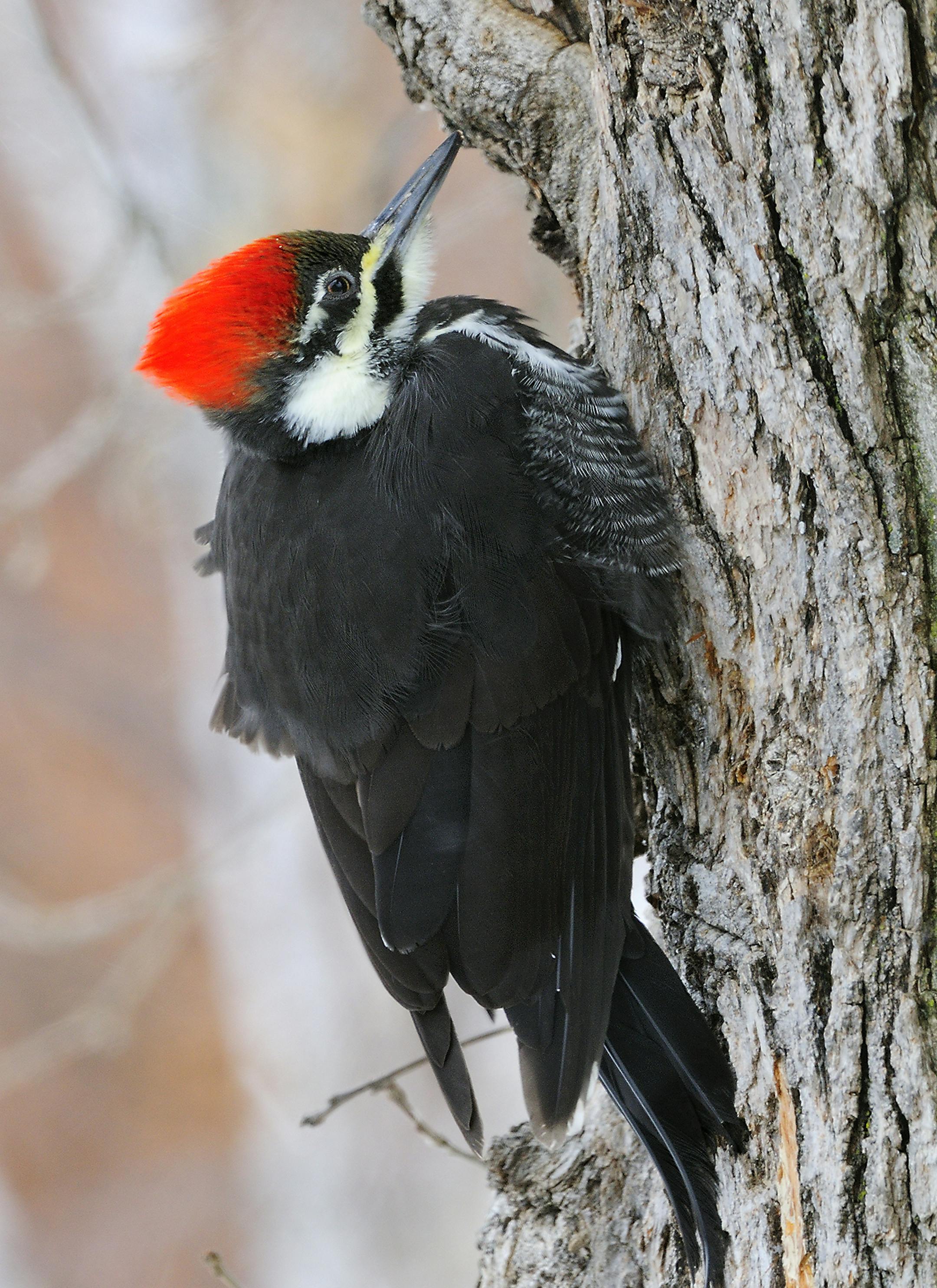DO NOT USE! ONE-TIME USE WITH BILL MARCHEL COPY ONLY! Photo by Bill Marchel. A pileated woodpecker seeks refuge from bitter winds on the leeward side of a tree.