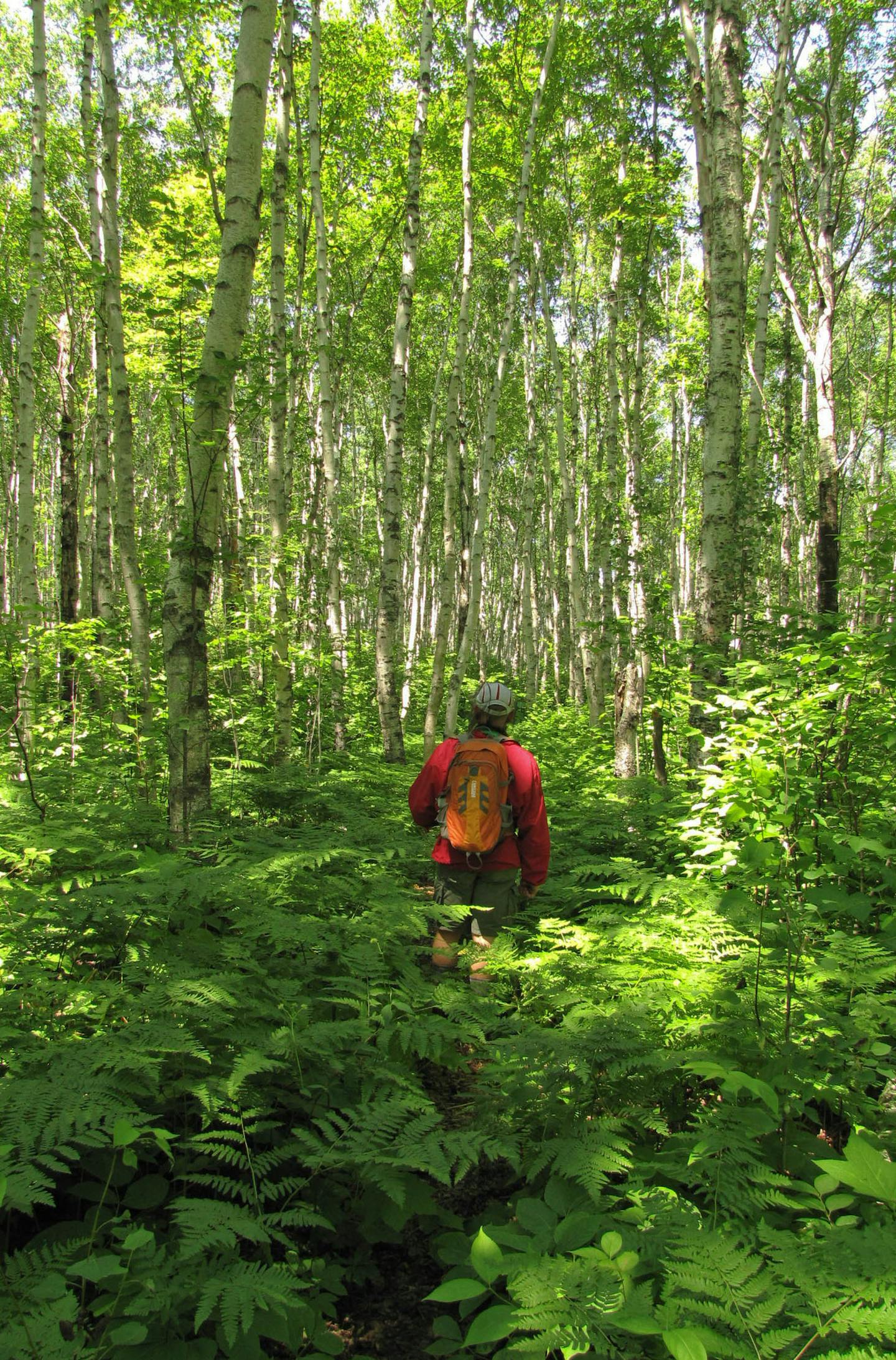 Isle Royale, a national park in Lake Superior, is a remote island famed for its moose population and intrepid adventurers.