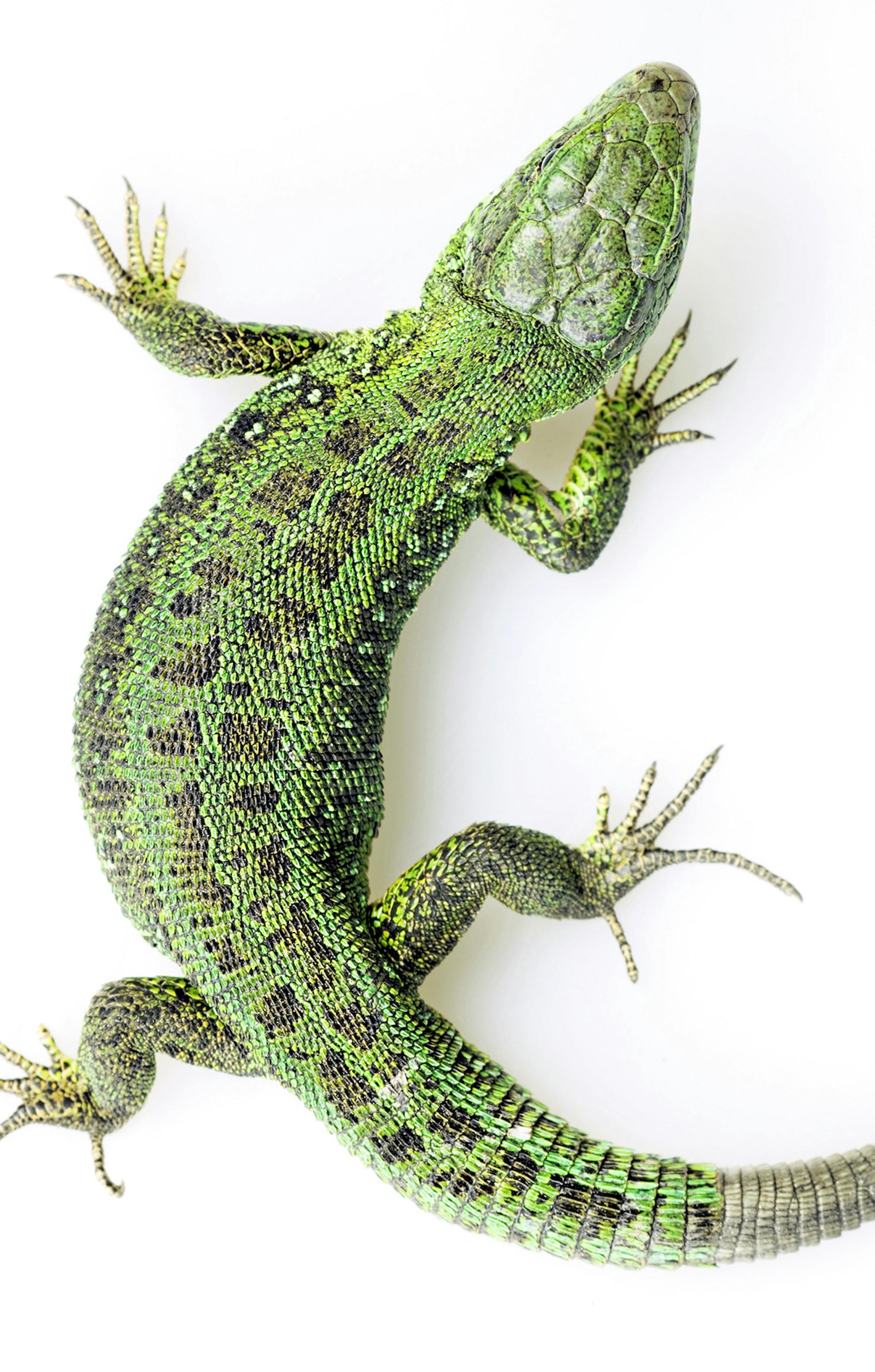 A green lizard on a white background.