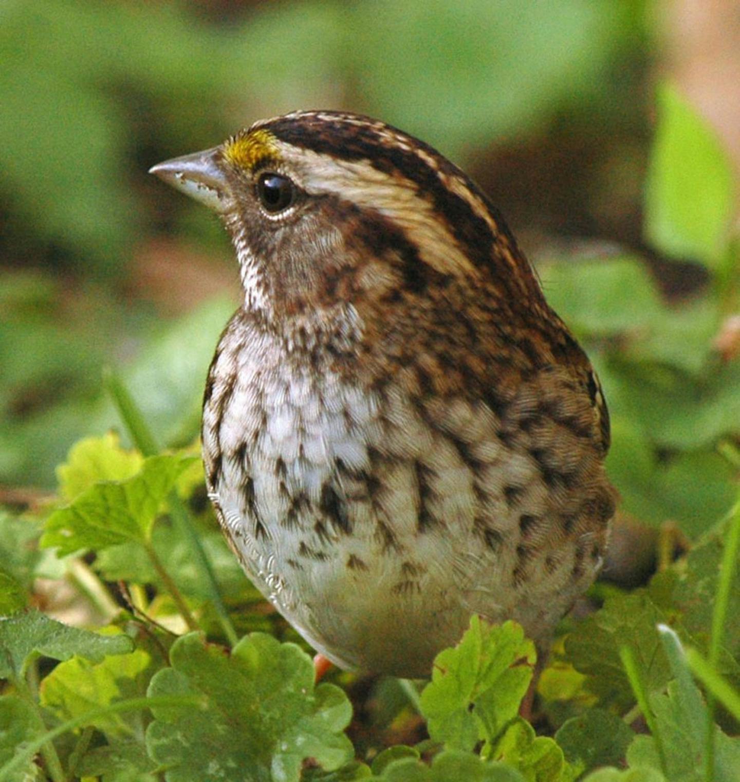 White-throated sparrow