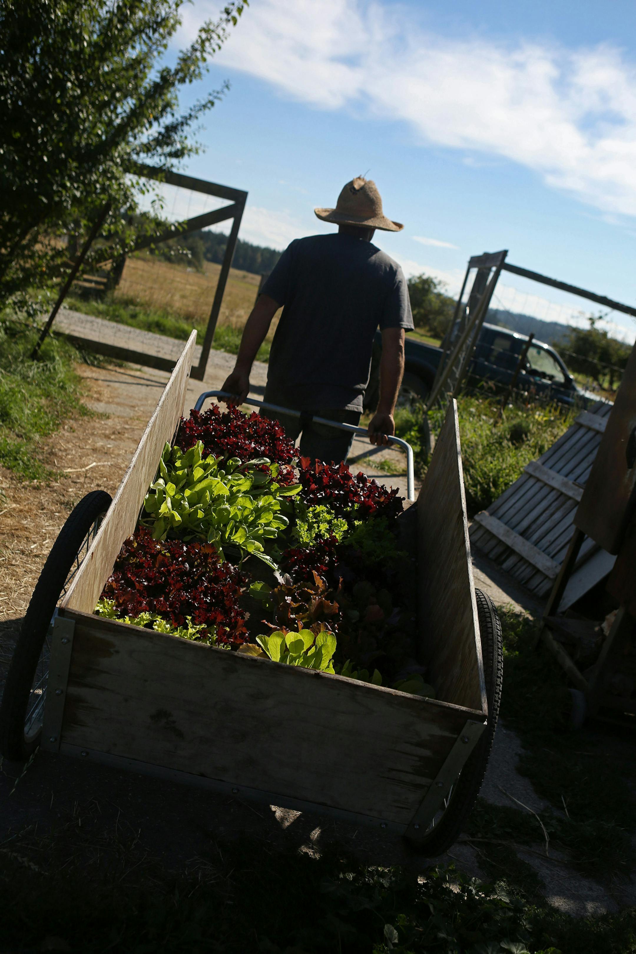 Akopiantz prepares to replant lettuce and kale. Like other farmers in the San Juans, he sells most of his produce on the islands. (Ken Lambert/Seattle Times/TNS)
