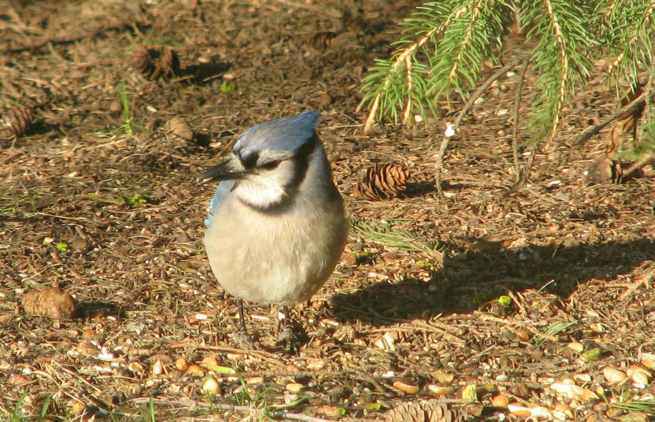 Bluejay of Portal Species for Outdoors Weekend