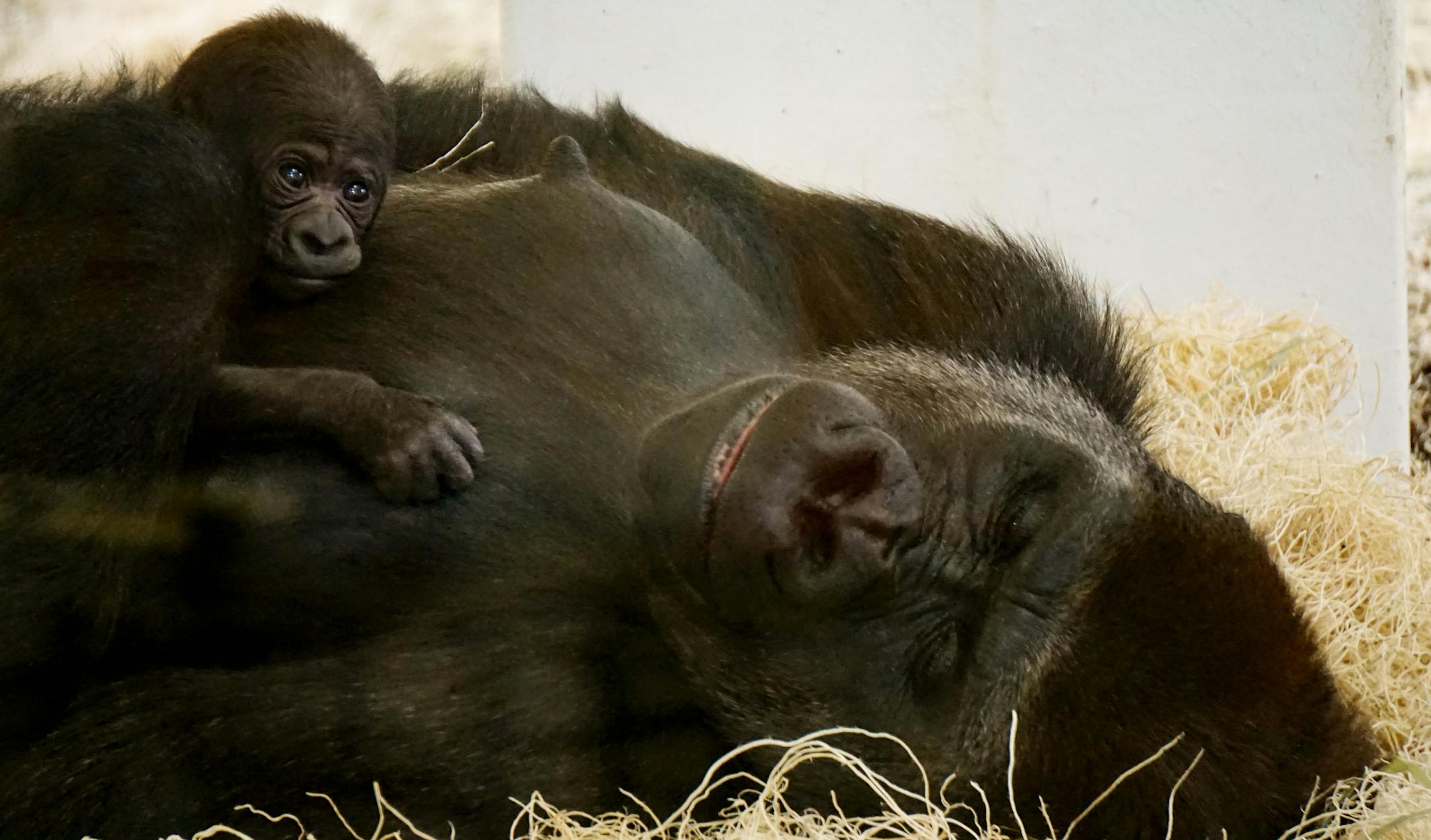 MUST CREDIT: Como Park Zoo & Conservatory. Como Zoo is thrilled to announce the addition of a baby western lowland gorilla to its troop. The baby female gorilla was born behind the scenes in the early hours of Wednesday, October 18, 2017, inside the Gorilla Forest exhibit dayroom to mother Alice.