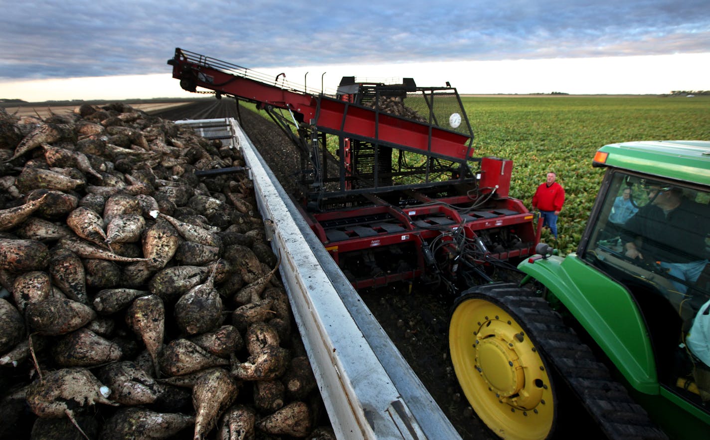 Paul Rutherford, Vice President of the Red River Sugarbeet Growers Association, began harvesting beets in his fields near Euclid in late September. ] BRIAN PETERSON &#x201a;&#xc4;&#xa2; brianp@startribnune.com Euclid, MN - 10/05/2011