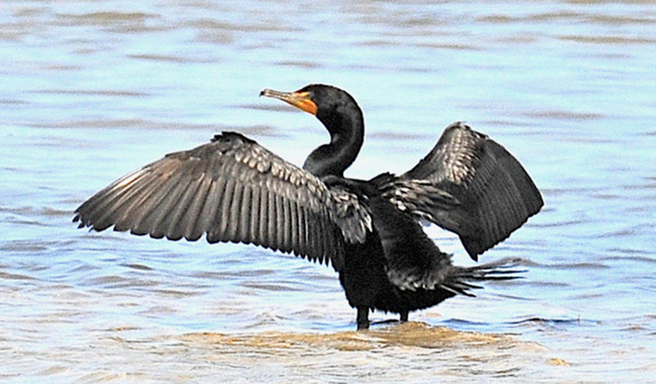 A cormorant at water's edge stands with wings spread.