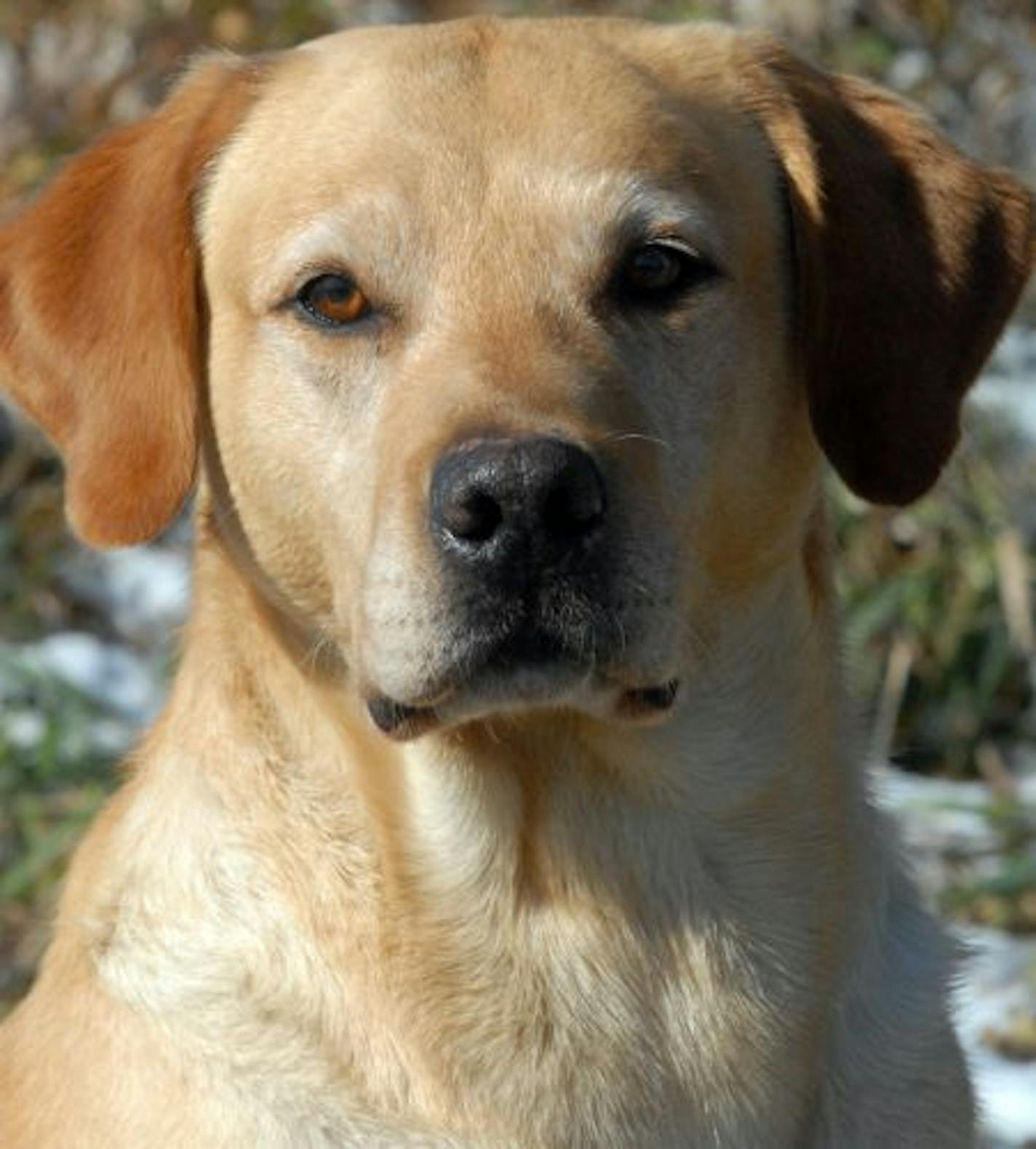 Trooper, a yellow Labrador.