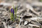 A tiny purple crocus peeks it's head out of the ground.