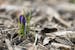 A tiny purple crocus peeks it's head out of the ground.
