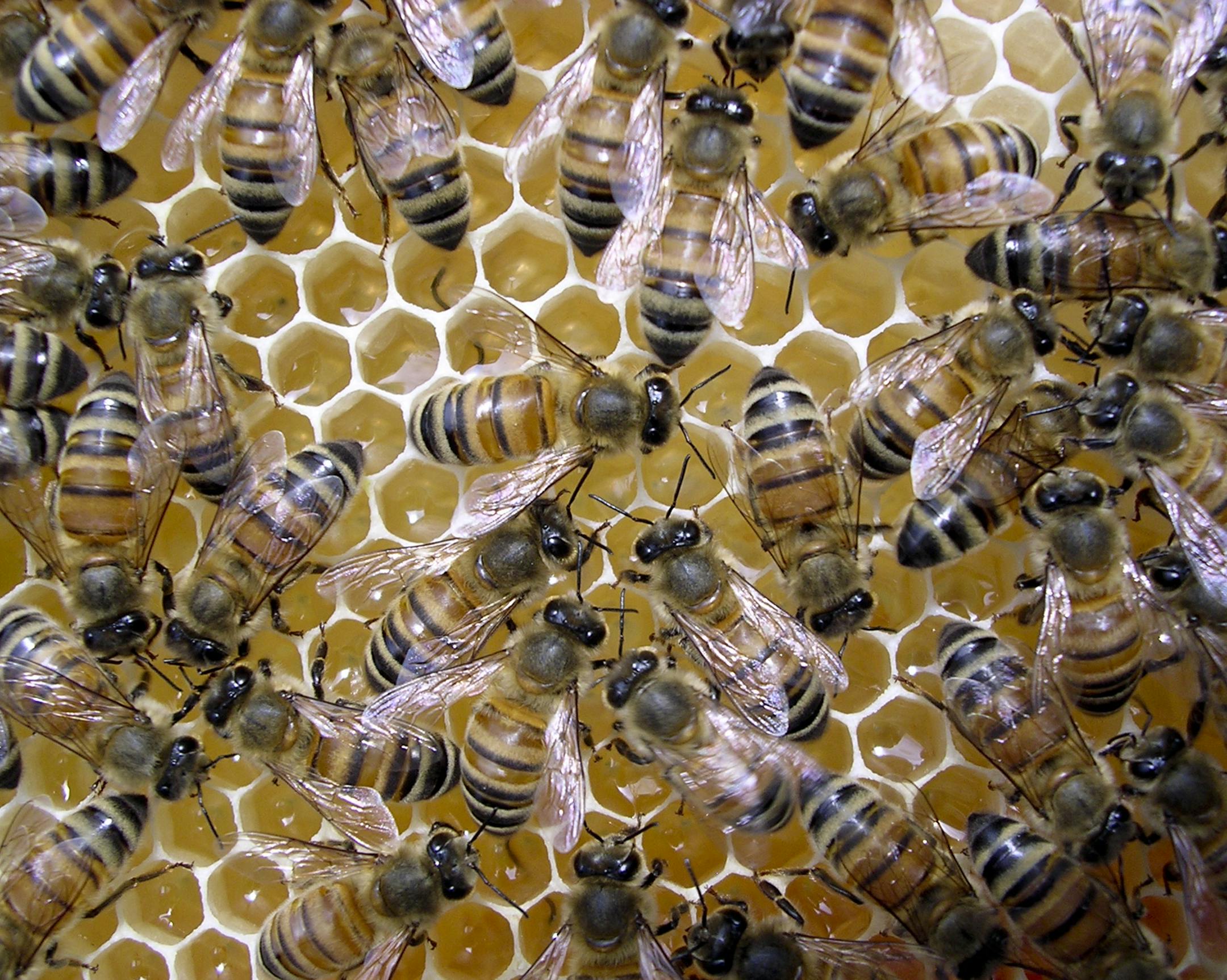 Honeybees, in an undated handout photo. A study found that queens who mate with many males have more "good" bacteria in their hives, probably improving the health and nutrition of their colonies. (Heather Mattila via The New York Times) -- NO SALES; FOR EDITORIAL USE ONLY WITH STORY SLUGGED SCI WATCH. ALL OTHER USE PROHIBITED. -