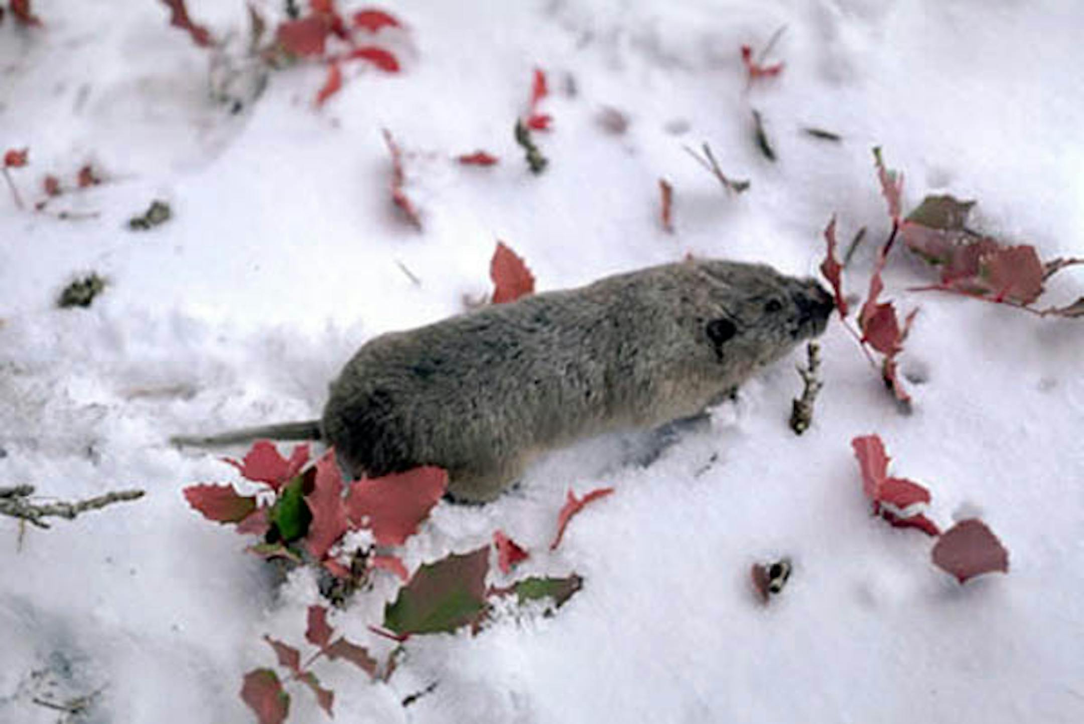 Northern pocket gopher
