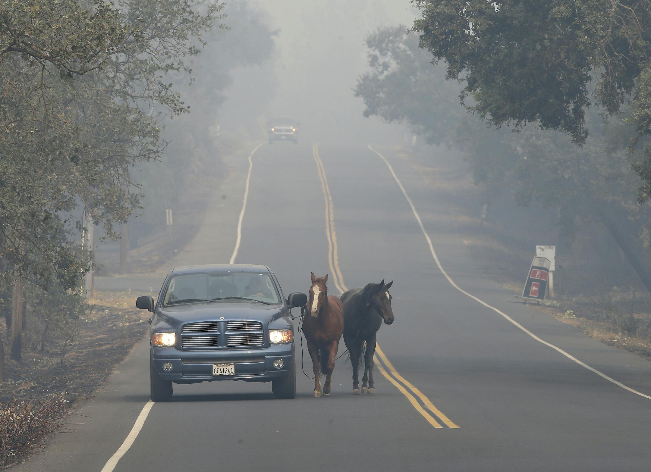 Pepe Tamaya leads horses Sammy, center, and Lolly to safety from a deadly wildfire Tuesday, Oct. 10, 2017, in Napa, Calif. The horses had been let out of their pasture Sunday, when the wind whipped fire moved too fast for the horses to be loaded into trailers. When Tamaya return to his employers land, he found the house had been destroyed, but the horses were grazing on the front lawn.