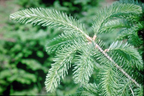 Balsam fir