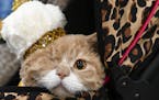Commander Wolffe, a one-eyed Selkirk Rex, borrowed his sister Rosa's crown after confusion over a tiebreaker led to two cats being declared winner. Th