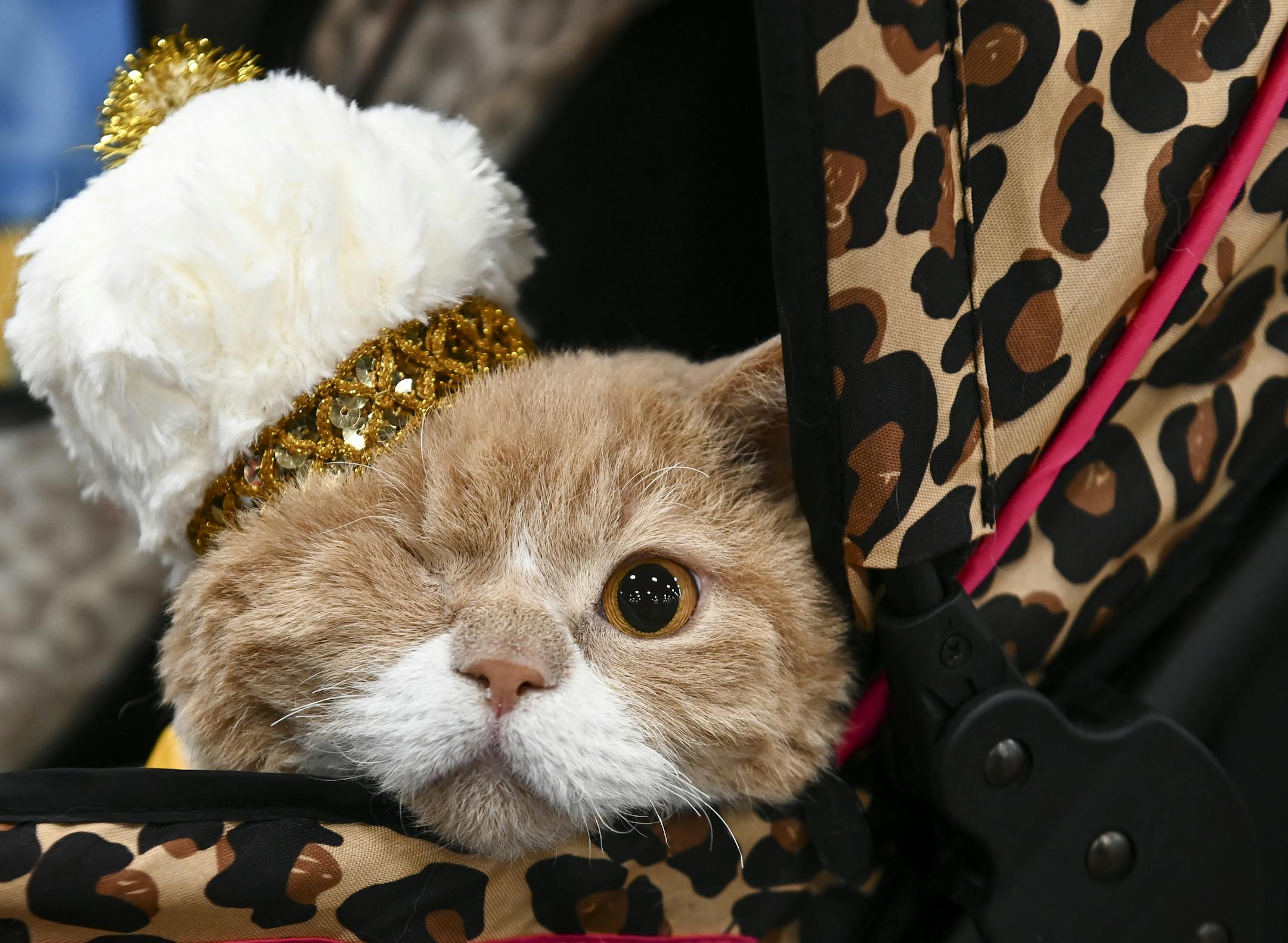 Commander Wolffe, a one-eyed Selkirk Rex, borrowed his sister Rosa's crown after confusion over a tiebreaker led to two cats being declared winner. The Commander will eventually get his own crown.