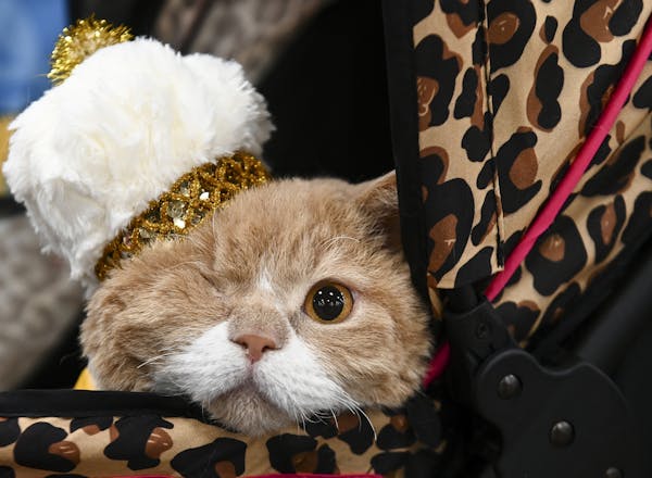 Commander Wolffe, a one-eyed Selkirk Rex, borrowed his sister Rosa's crown after confusion over a tiebreaker led to two cats being declared winner. Th