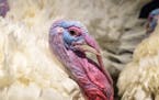 A Minnesota-grown turkey photographed at a farm in Alexandria before receiving a presidential pardon in 2017.
