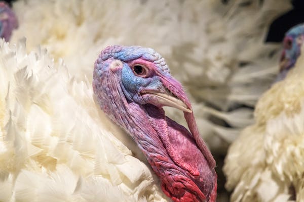 A Minnesota-grown turkey photographed at a farm in Alexandria before receiving a presidential pardon in 2017.