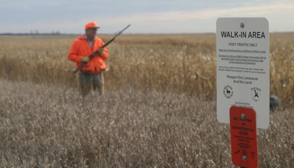 Doug Smith/Star Tribune South Dakota's walk-in hunting program has proven very popular with hunters. Under the program, the state pays landowners to o