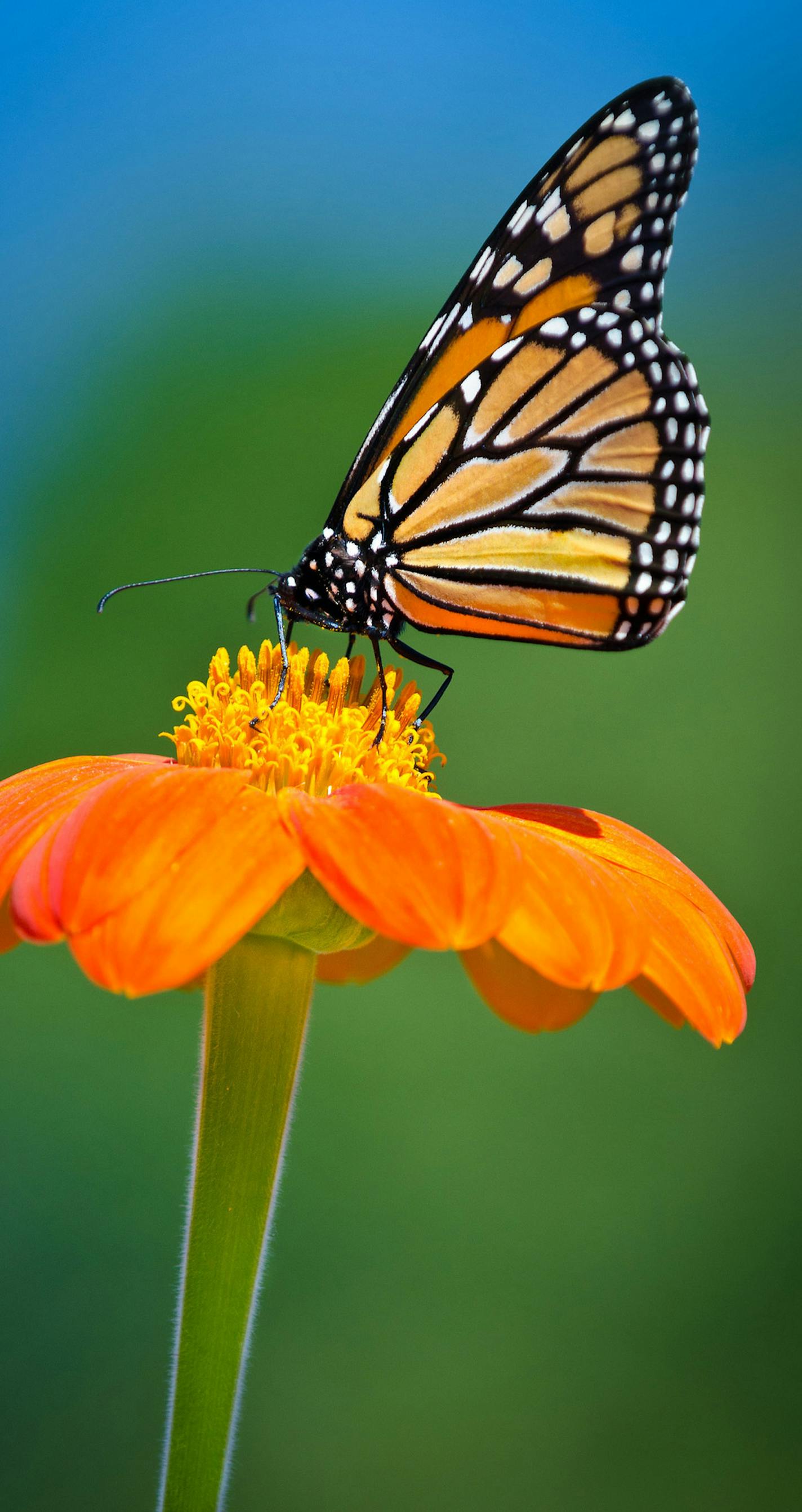 Monarch butterfly photo