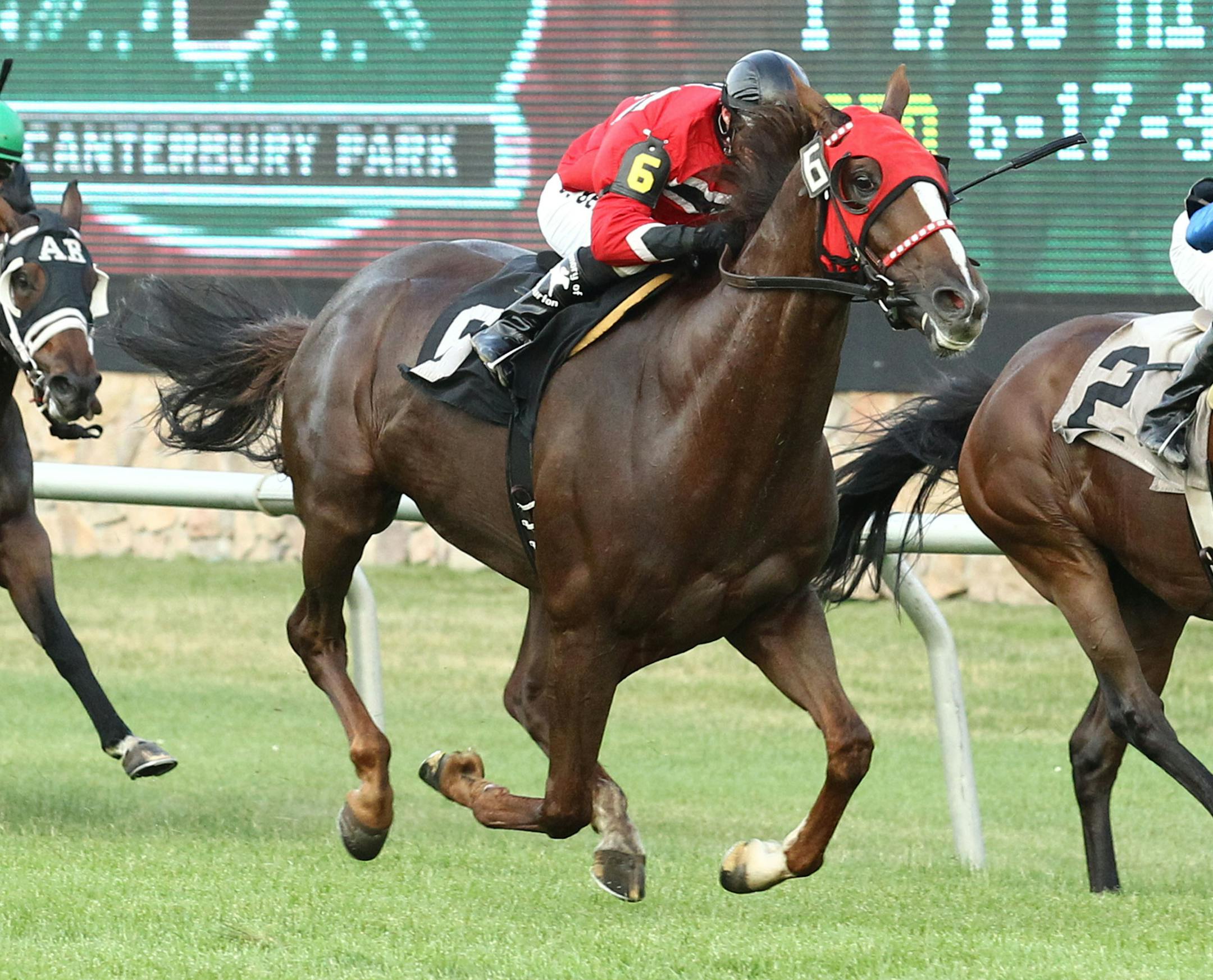 A gelding, Tubby Time was a crowd favorite at Canterbury Park, winning three stakes races and $220,936.