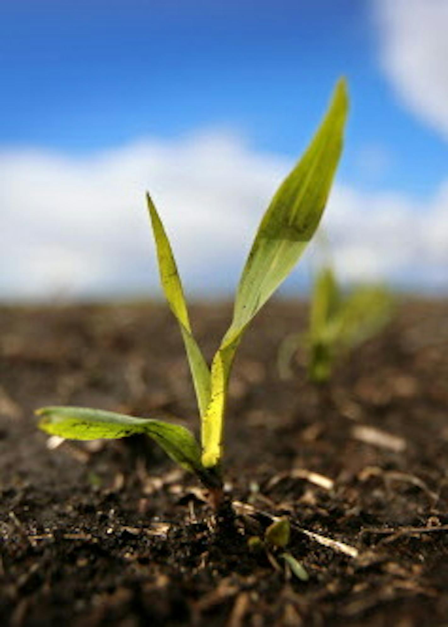 With skyrocketing farmland prices and crop insurance guarantees, black dirt is looking more like black gold for farmers in Minnesota. This corn sprouts from the Gene Stoel farm south of Lake Wilson. Stoel, looking to expand his farm, purchased an additional 160 acres last fall for $6,800 per acre. "This has been a very good age for farming." Stoel said. ] BRIAN PETERSON &#x201a;&#xc4;&#xa2; brianp@startribune.com Lake Wilson, MN - 05/12/2012 ORG XMIT: MIN2013032815165053