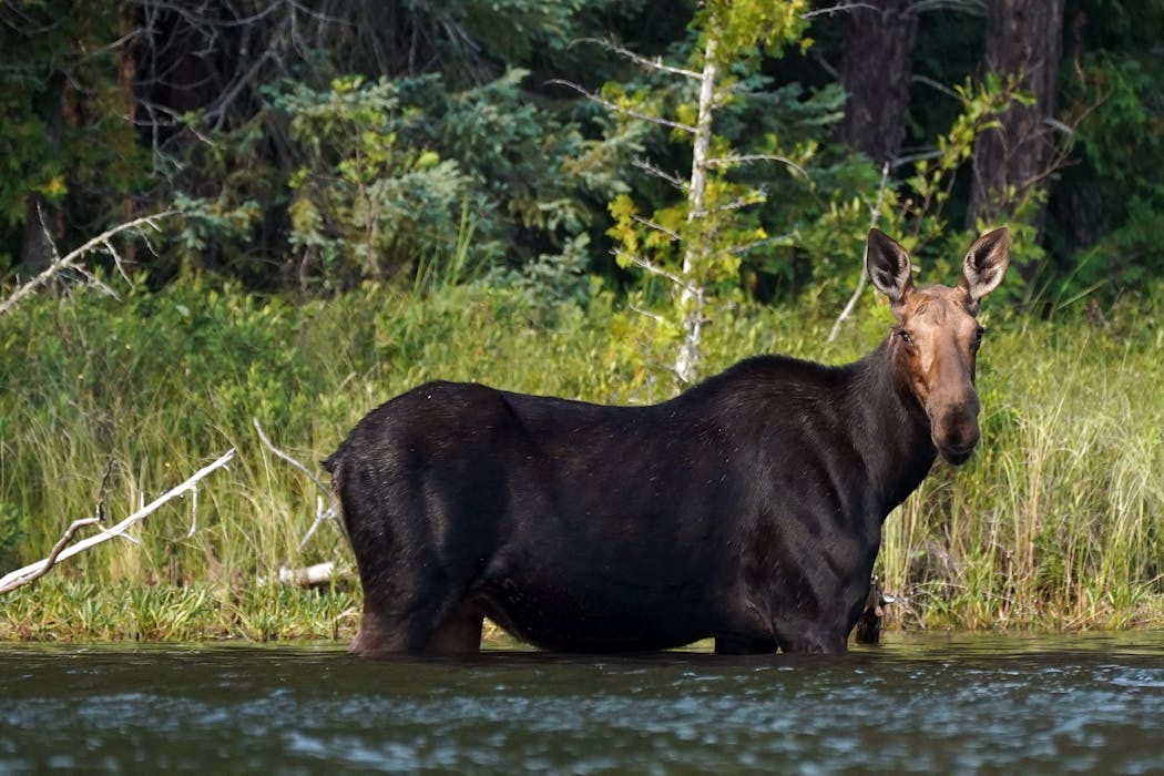 A moose foraged at dusk in The Boundary Waters Canoe Area Wilderness. State wildlife specialists say the state’s moose population is showing signs of thermal stress.