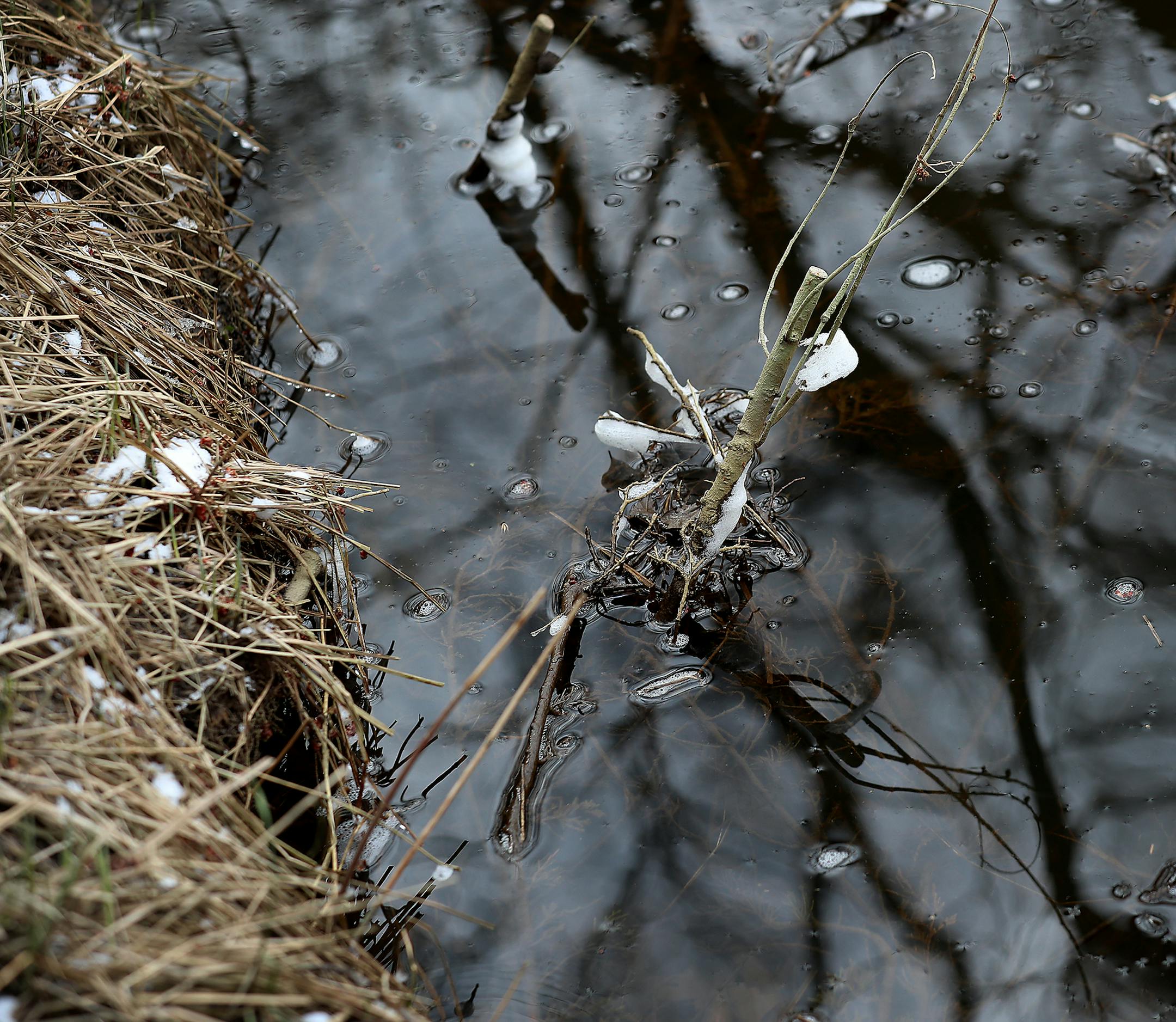 A bush sprouts from downed Cedar trees placed along the bank of property of homeowners Jim and Cindy DeRuyter Wednesday, April 15, 2020, in Andover, MN. The retired couple has lived there for nearly 40 years, and before the county fixed erosion on their property, they were losing three and nearly 4 feet of their backyard to the river.] DAVID JOLES &#x2022; david.joles@startribune.com To address erosion on a 26-mile stretch of the Rum River in Anoka County, officials are looking to secure remaini