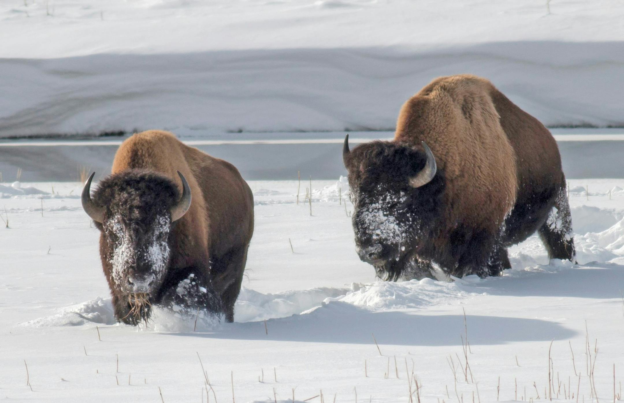 In this Feb. 2, 2014 photo, Yellowstone bison forage for grass in the snow near an icy Madison River in Mont. Yellowstone National Park ended shipments of wild bison to slaughter for the winter on Friday, March 7, 2014 after almost 600 were removed in an effort to shrink the number of animals that cross into Montana during their annual winter migration. (AP Photo/The Billings Gazette, Lloyd Blunk)
