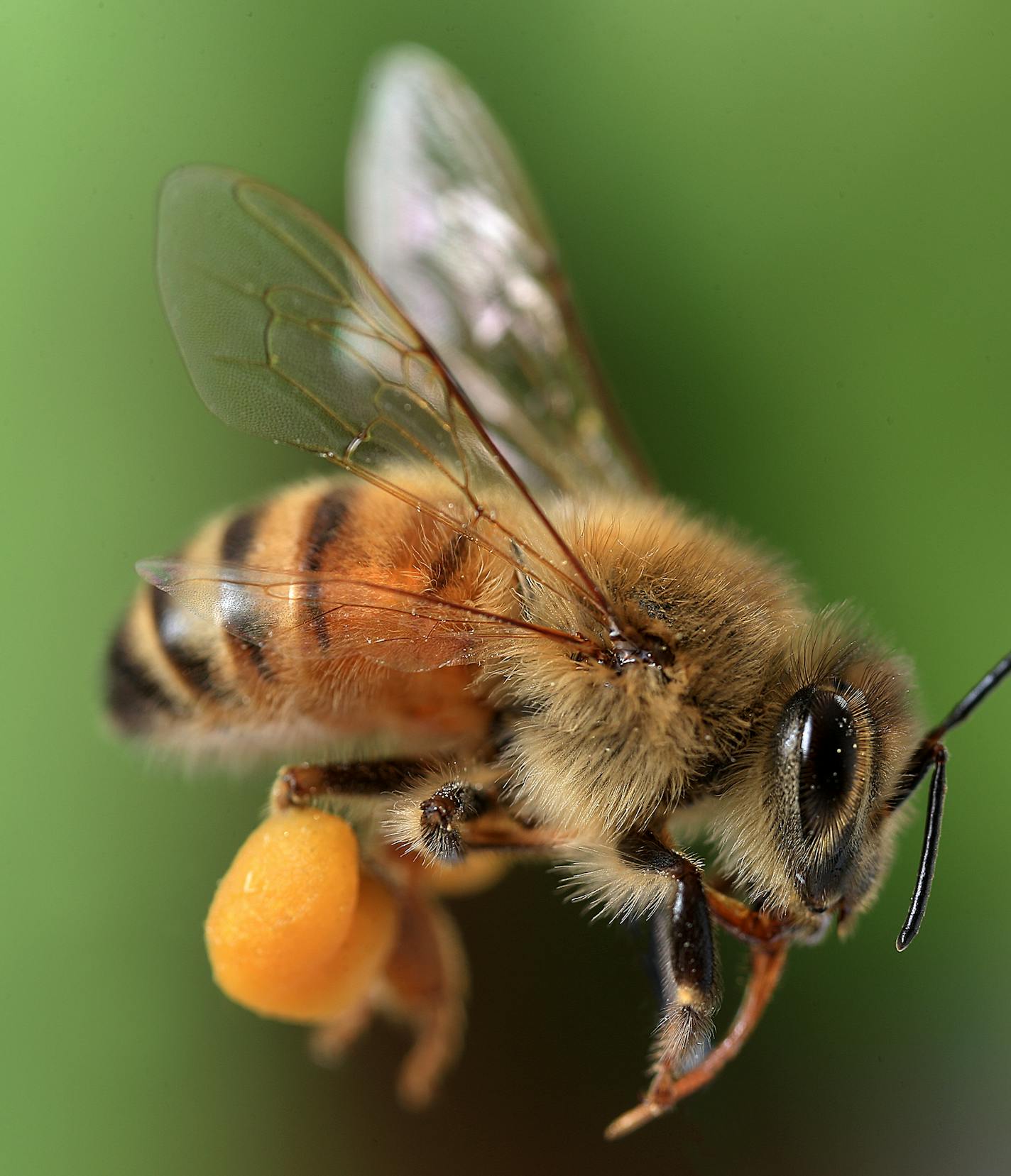 Renee Jones Schneider works with the bees from a hive in Hamburg MN during her quest to tell the Story of what is Happening to the Honey Bee nationwide. The hive is in Hamburg MN., on the Charlie Garrett Farm Carol Trousdale is the beekeeper. ORG XMIT: MIN1406172142350284