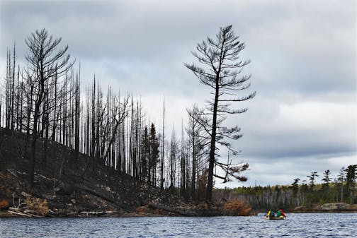 As U.S. Forest Service employees lead a tour for media members by canoe of the BWCA on Lake Three, the charred remains of forested land are visible near Ely, MN. Wednesday, Oct. 19, 2011.] - Ely, MN DAVID JOLES*djoles@startribune.com - The Pagami Creek fire in the Boundry Waters Canoe Area Wilderness has now scorched nearly 100,000 acres and cost $21 million to fight but is now nearly out. Members of the U.S. Forest services took media members for a tour of the BWCA on Lakes one through three to look at the damage.