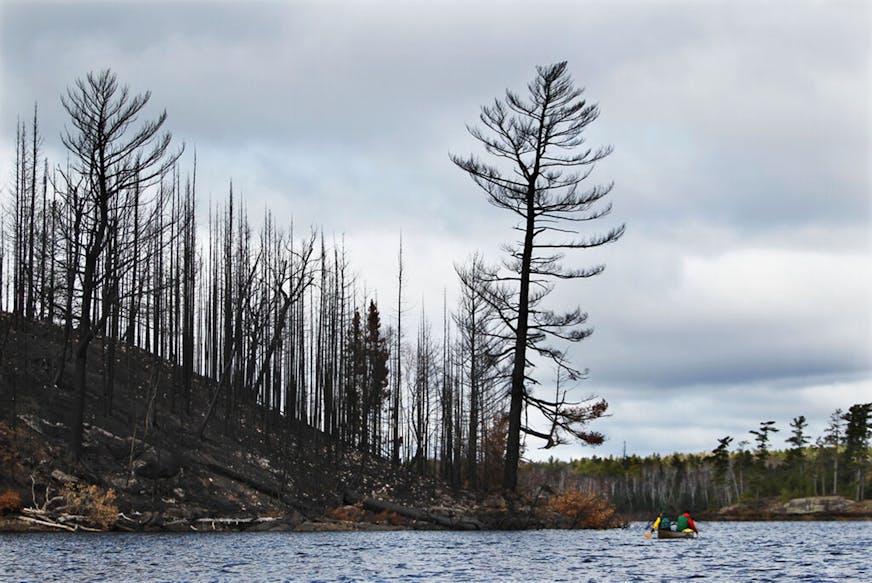 As U.S. Forest Service employees lead a tour for media members by canoe of the BWCA on Lake Three, the charred remains of forested land are visible near Ely, MN. Wednesday, Oct. 19, 2011.] - Ely, MN DAVID JOLES*djoles@startribune.com - The Pagami Creek fire in the Boundry Waters Canoe Area Wilderness has now scorched nearly 100,000 acres and cost $21 million to fight but is now nearly out. Members of the U.S. Forest services took media members for a tour of the BWCA on Lakes one through three to look at the damage.