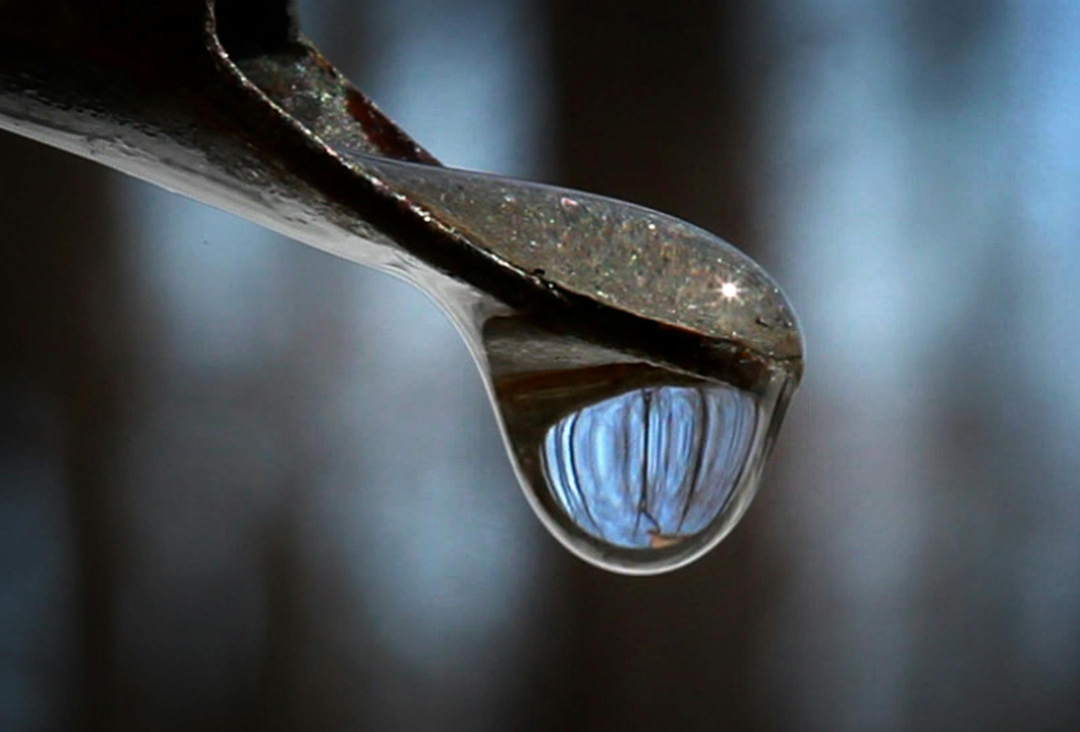 Sap drips from a tapped maple tree.