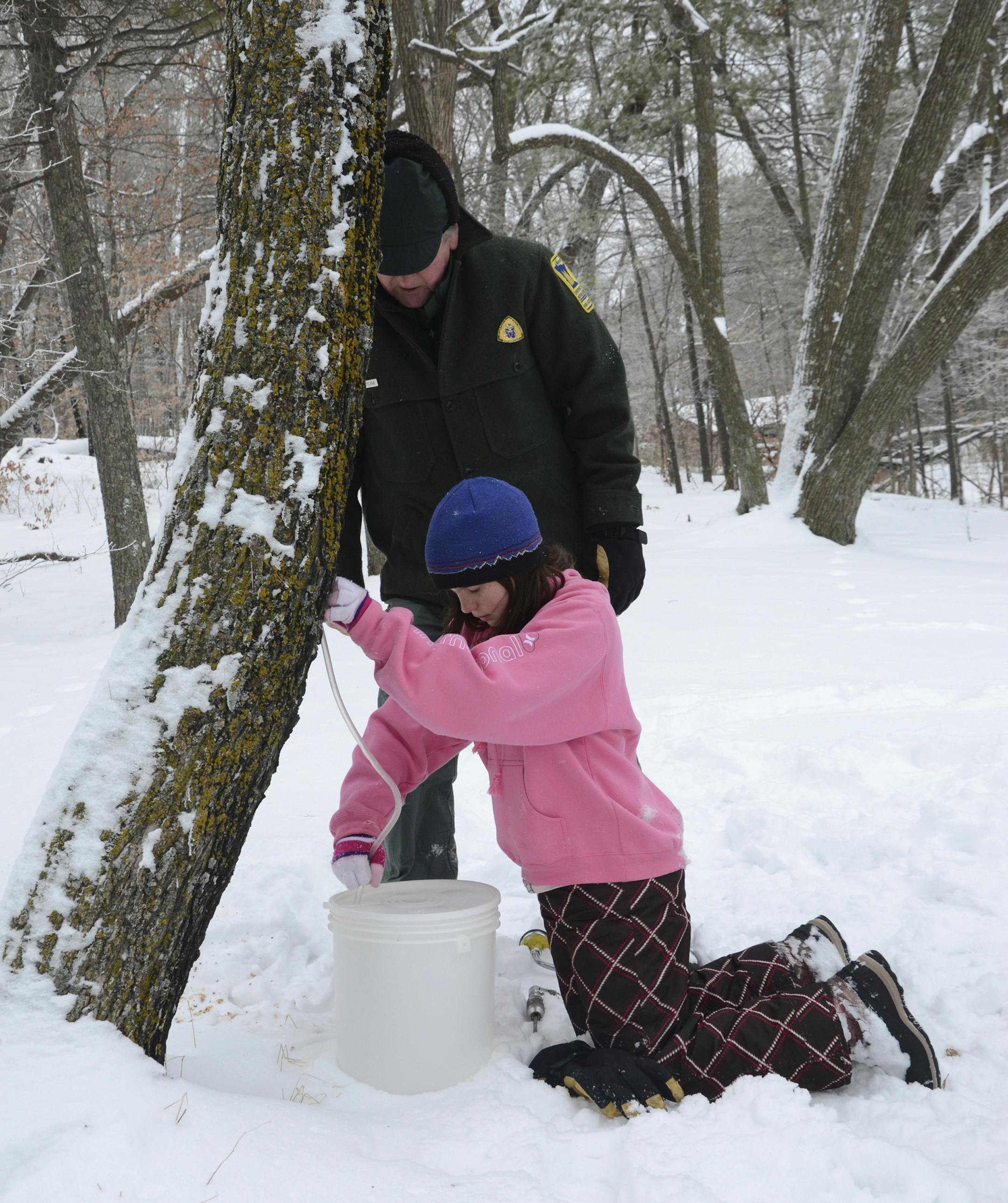 Park Naturalist John Fylpaa and a young girl tapping a tree for maple syruping