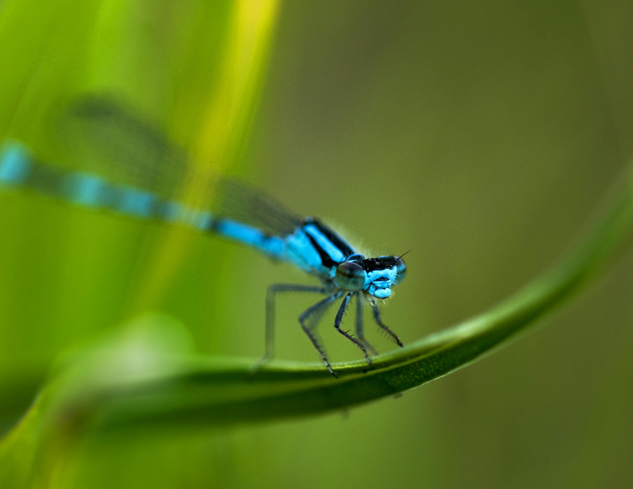 A Northern Bluet Damselfly grabs hold of Prairie grass in Glacial Lakes State Park. ] Minnesota State of Wonders - Summer on the Prairie. BRIAN PETERSON • brian.peterson@startribune.com Brooten, MN 08/02/14 ORG XMIT: MIN1408071218463716