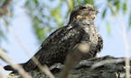 common nighthawk
credit: Jim Williams, special to the Star Tribune