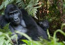 A gorilla trek into the wilds of Uganda's Bwindi National Impenetrable Forest brought visitors face-to-face with the 15-member Rushegura group, includ