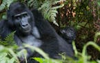 A gorilla trek into the wilds of Uganda's Bwindi National Impenetrable Forest brought visitors face-to-face with the 15-member Rushegura group, includ