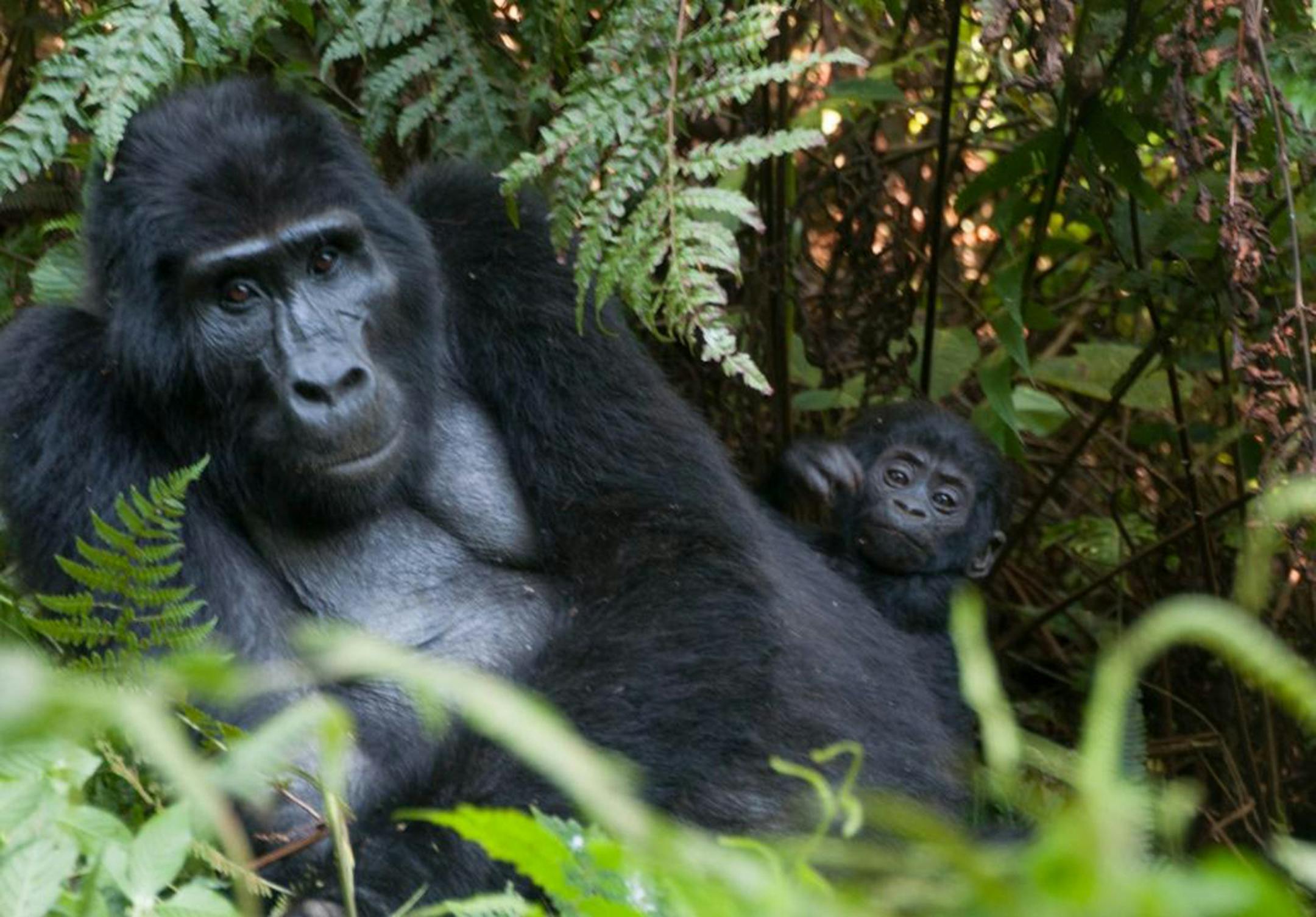 A gorilla trek into the wilds of Uganda's Bwindi National Impenetrable Forest brought visitors face-to-face with the 15-member Rushegura group, including this mother and baby.