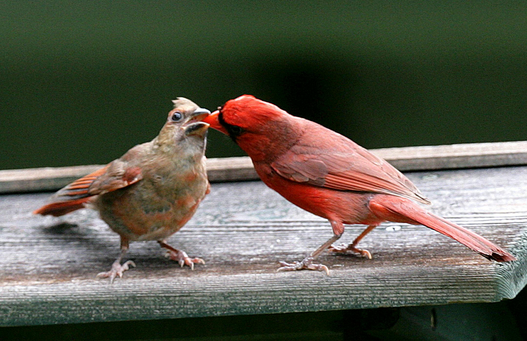 A male cardinal, right, feeds a juvenile female on top of a bird feeder.