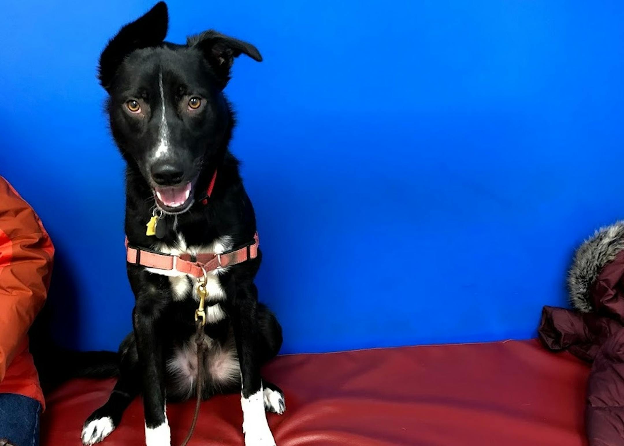 Angus was pretty cheerful in the exam room until the veterinarian walked in.