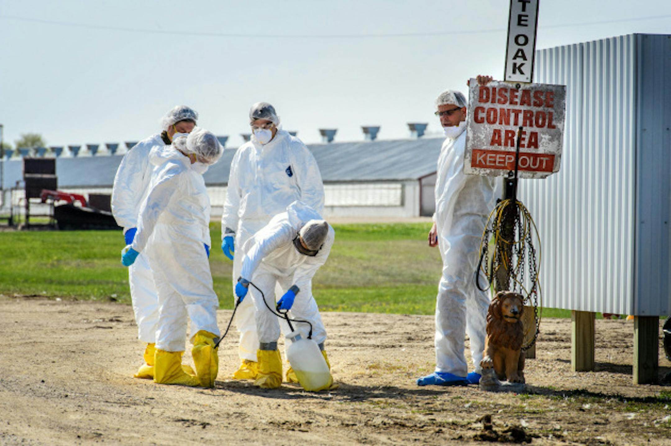 USDA workers disinfected a work crew at a Jennie-O turkey farm in Eden Valley, MN, at the end of a day.  Eden Valley is in Meeker County.      ] GLEN STUBBE * gstubbe@startribune.com Thursday, April 30, 2015
