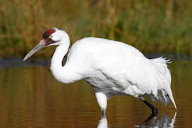 A whooping crane, part of a small, endangered flock, forages in Texas Aransas National Wildlife Refuge.