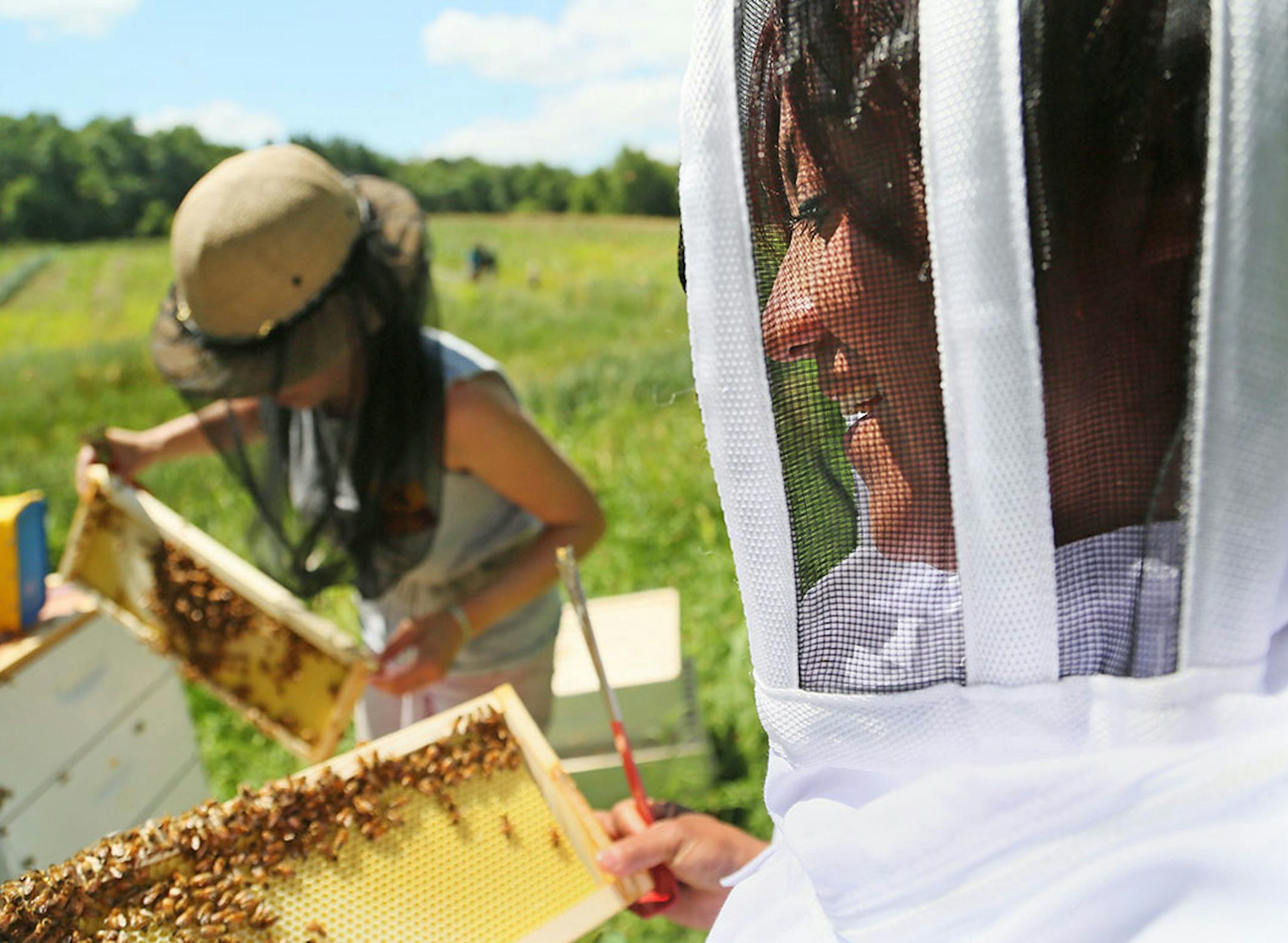 Reinas de Miel consists of five women and one youth who work at the hives every Thursday, including Thursday, July 23, 2015, at a farm in Lakeville, MN. Here, novice bee keeper Dolores Montes, right, originally from Mexico but who now lives in south Minneapolis, and Bridget Mendel, University of Minnesota bee squad bee keeper and mentor, check out honey combs in the hive.Urban Ventures has partnered with the University of Minnesota to train low-income women to become beekeepers.