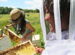Reinas de Miel consists of five women and one youth who work at the hives every Thursday, including Thursday, July 23, 2015, at a farm in Lakeville, M