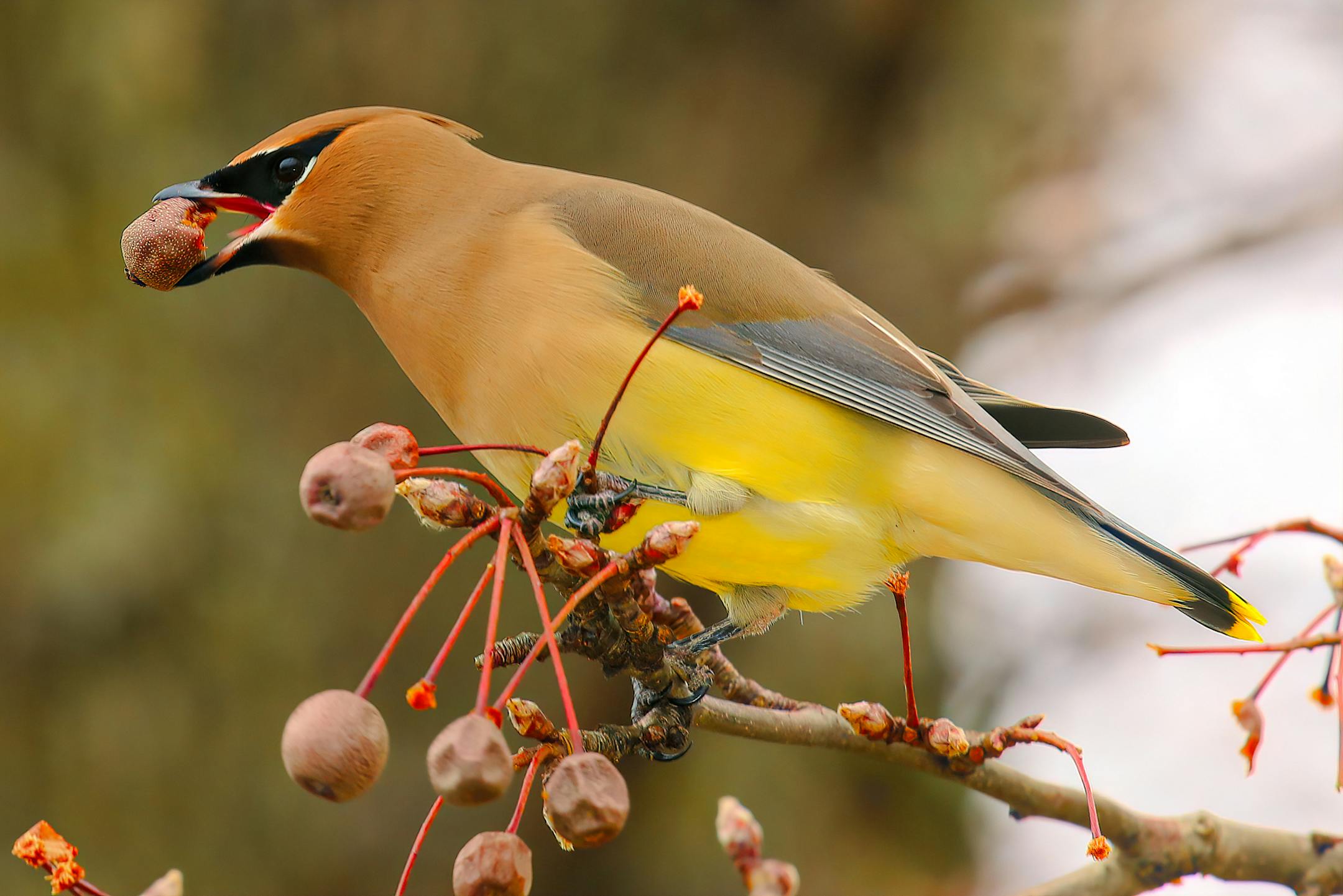 A cedar waxwing with a red berry in its beak perches on a small brank filled with small red berries.
