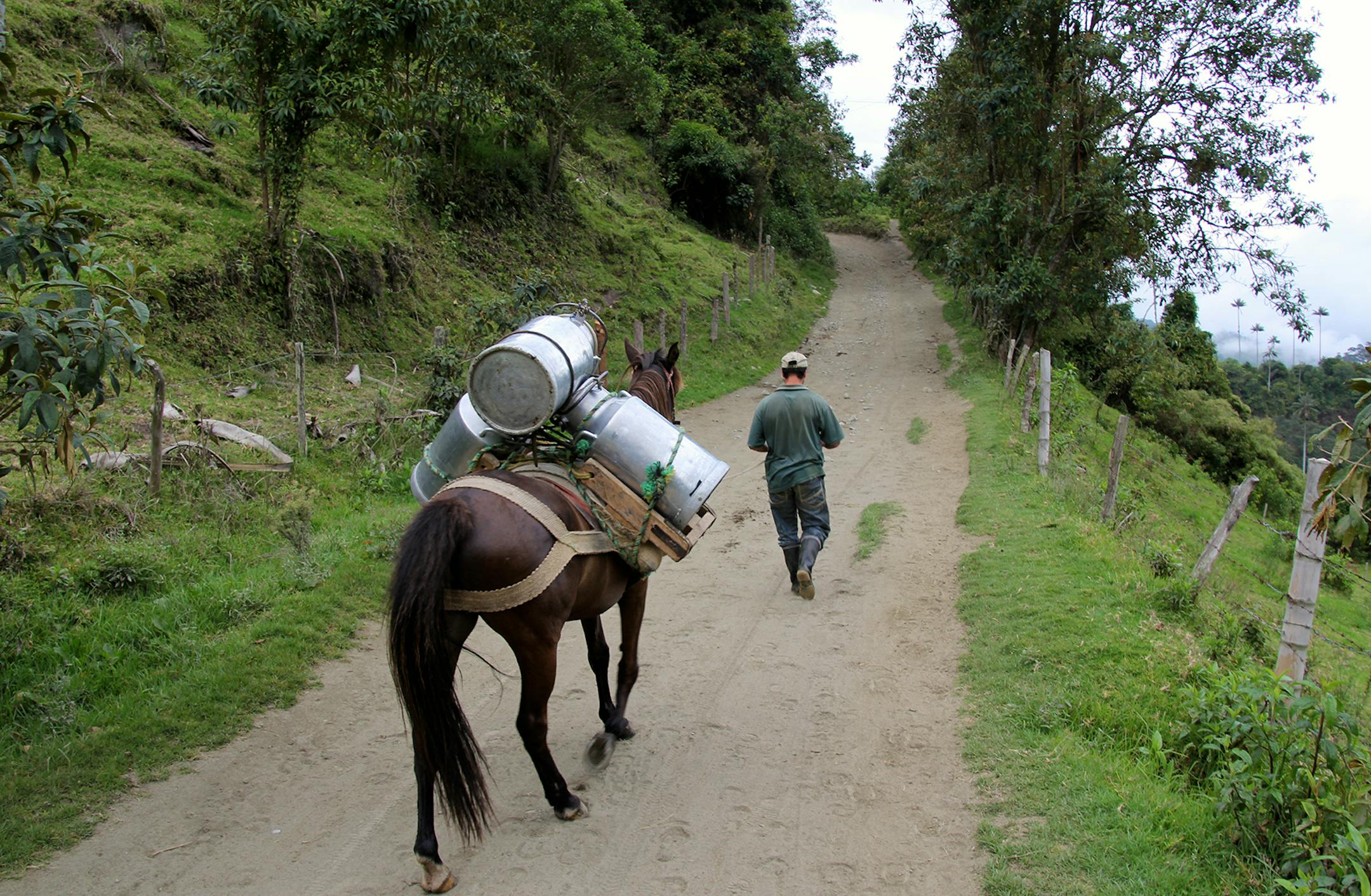 In Colombia, a farmer transports milk to a nearby road, where it will get picked up. By Jay Rasmussen, special to the Star Tribune
