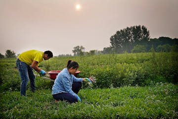 Mhonpaj Lee and her husband Phanat Vang who own Mhonpaj’s Garden, the first Hmong-owned USDA Organic-certified farm in Minnesota, harvested radishes