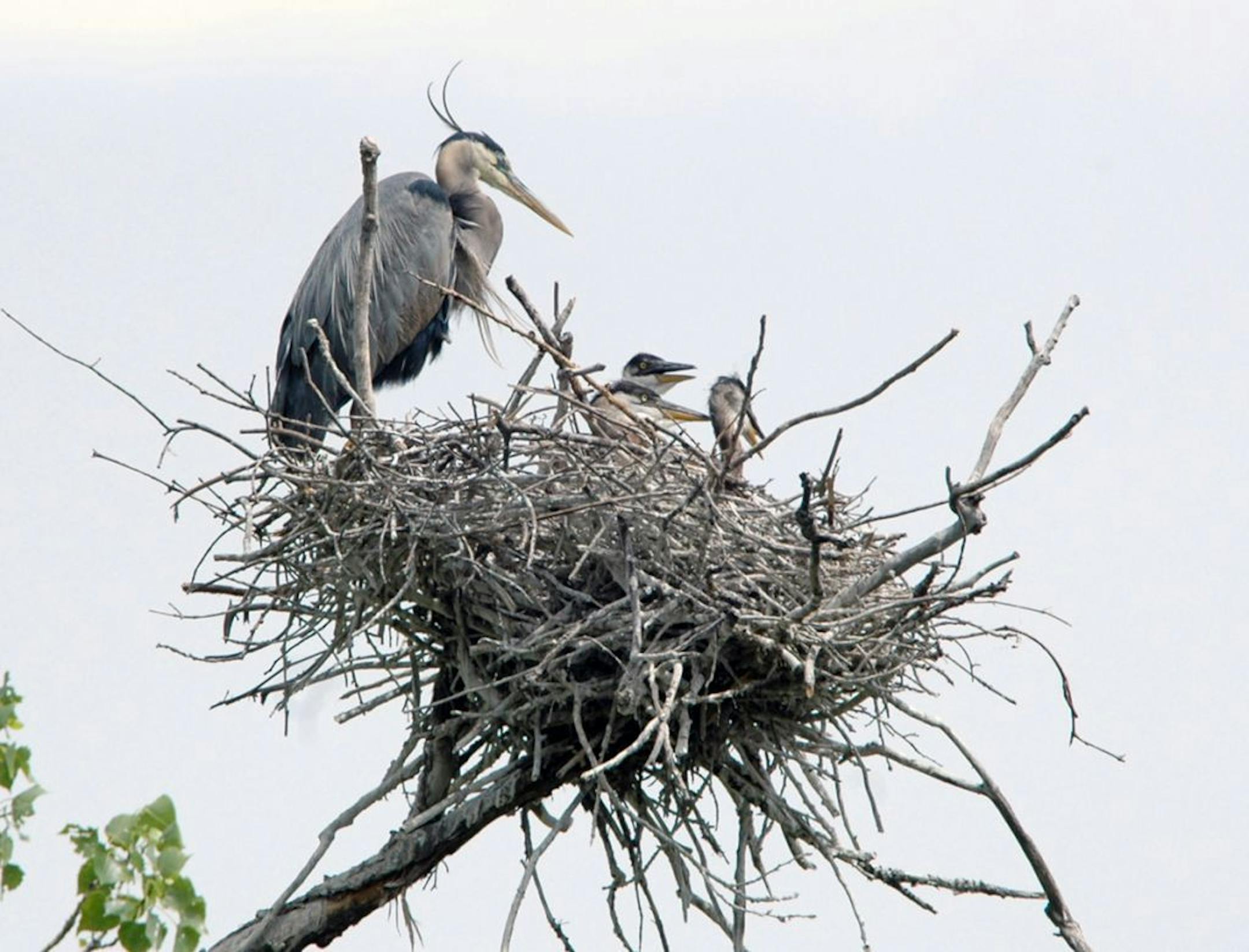 Young herons start life in a noisy rookery.